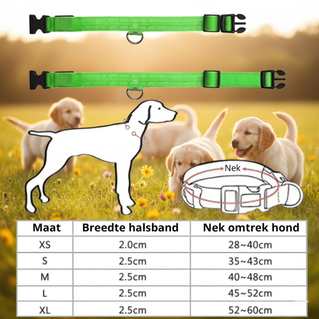 PawLight™ | LED-hondenriem voor nachtelijke wandelingen